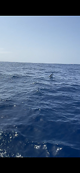 Blauwe marlijn speervis!!! White Marlin Gran Canaria