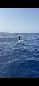 Blauwe marlijn speervis!!! White Marlin Gran Canaria