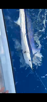 Blauwe marlijn speervis!!! White Marlin Gran Canaria