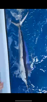 Blauwe marlijn speervis!!! White Marlin Gran Canaria