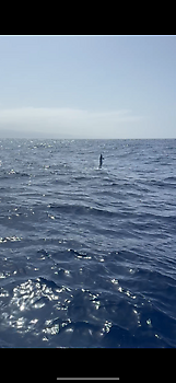 Blauwe marlijn speervis!!! White Marlin Gran Canaria
