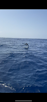 Blauwe marlijn speervis!!! White Marlin Gran Canaria