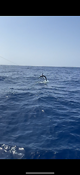 Blauwe marlijn speervis!!! White Marlin Gran Canaria