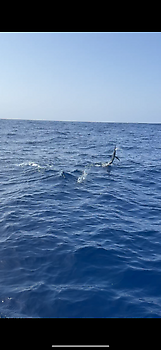 Blauwe marlijn speervis!!! White Marlin Gran Canaria