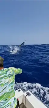 Vi fortsetter med den blå marlinen!!! White Marlin Gran Canaria