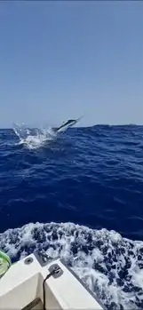 Vi fortsetter med den blå marlinen!!! White Marlin Gran Canaria