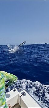 We continue with the Blue Marlin!!! White Marlin Gran Canaria