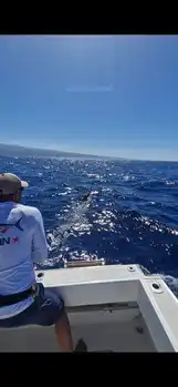 1/2 Blue Marlin - White Marlin Gran Canaria