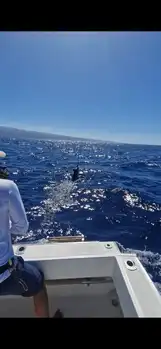 1/2 Blue Marlin White Marlin Gran Canaria