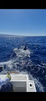1/2 Blue Marlin White Marlin Gran Canaria