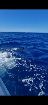 1/2 Blue Marlin White Marlin Gran Canaria
