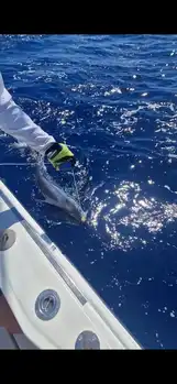1/2 Blue Marlin White Marlin Gran Canaria