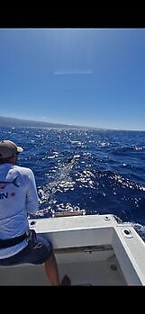 1/2 Blue Marlin White Marlin Gran Canaria