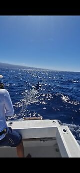 1/2 Blue Marlin White Marlin Gran Canaria