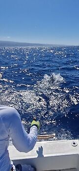 1/2 Blue Marlin White Marlin Gran Canaria