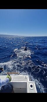 1/2 Blue Marlin White Marlin Gran Canaria