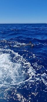1/2 Blue Marlin White Marlin Gran Canaria