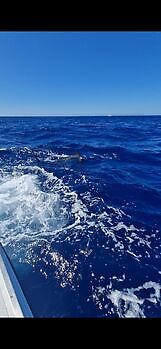 1/2 Blue Marlin White Marlin Gran Canaria