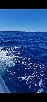 1/2 Blue Marlin White Marlin Gran Canaria