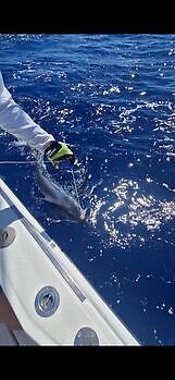 1/2 Blue Marlin White Marlin Gran Canaria
