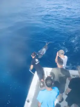 2 Blauer Marlin, Echter Bonito !!! - White Marlin Gran Canaria