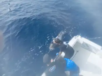 2 Blue Marlin, Skipjack tunfisk !!! White Marlin Gran Canaria