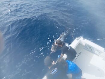 ¡¡¡Marlín, Atún listado!!! White Marlin Gran Canaria