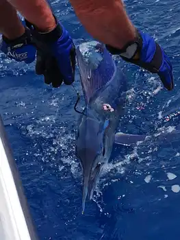 3 White Marlin, Skipjack Tunfisk!!! White Marlin Gran Canaria