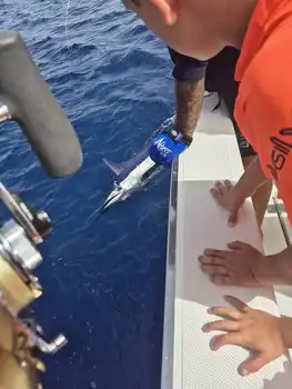 3 White Marlin, Skipjack Tunfisk!!! White Marlin Gran Canaria