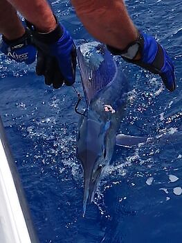 3 Marlin Blanco, Atún listado!!! White Marlin Gran Canaria