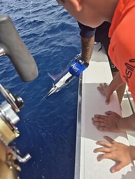 3 Marlin Blanco, Atún listado!!! White Marlin Gran Canaria