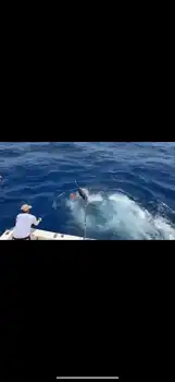 Marlin, Marlin, Marlin … White Marlin Gran Canaria