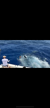 Blauer Marlin 260 kg !!! White Marlin Gran Canaria