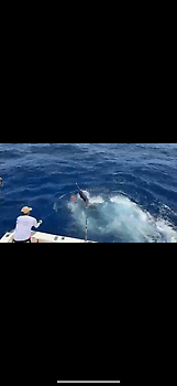 Blauer Marlin 260 kg !!! White Marlin Gran Canaria