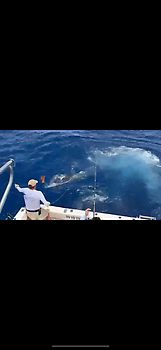 Blauer Marlin 260 kg !!! White Marlin Gran Canaria