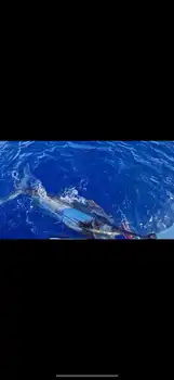 Volgende Marlin …….!!! White Marlin Gran Canaria