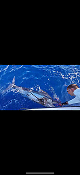 Nexo Marlin ….!!! White Marlin Gran Canaria