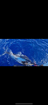 Nexo Marlin ….!!! White Marlin Gran Canaria