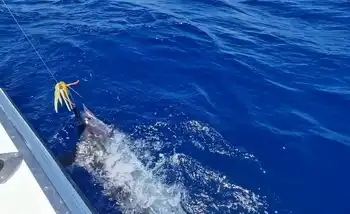 Continúa Marlin …… - White Marlin Gran Canaria