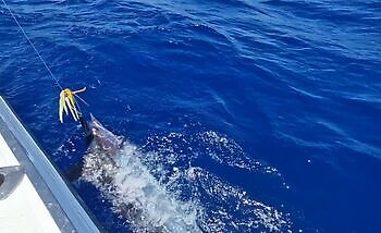 Weiter, Marlin ….!!! White Marlin Gran Canaria