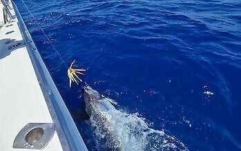 Weiter, Marlin ….!!! White Marlin Gran Canaria