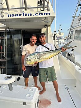 Mahi Mahi, Echter Bonito White Marlin Gran Canaria