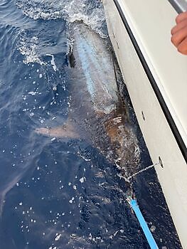 Marlin Marlin!!! White Marlin Gran Canaria