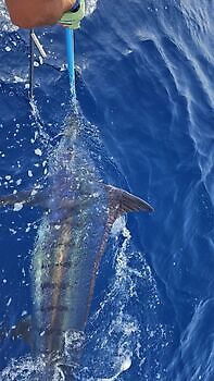 Marlin Marlin!!! White Marlin Gran Canaria