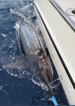 Marlin Marlin!!! - White Marlin Gran Canaria