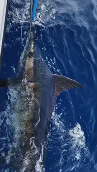 Marlin Marlin!!! White Marlin Gran Canaria