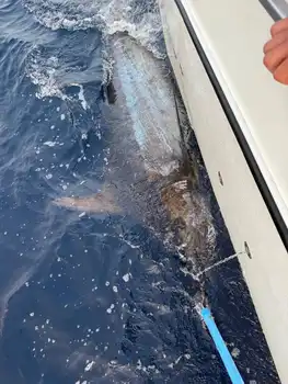 Marlin Marlin!!! White Marlin Gran Canaria