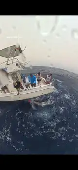 Blå marlin 260 kg!! White Marlin Gran Canaria