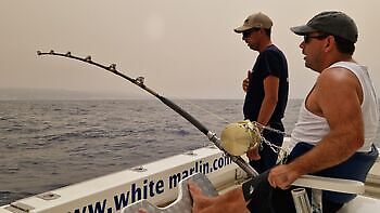 Blauer Marlin 260 kg !!! White Marlin Gran Canaria