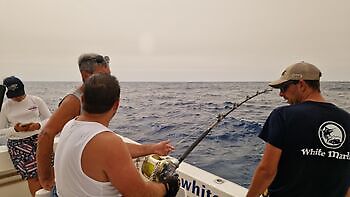Blauer Marlin 260 kg !!! White Marlin Gran Canaria